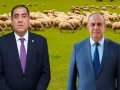 Balakənin icra başçısı bu rayonun rəhbəri ilə şərik olub - Qoyun sürüləri